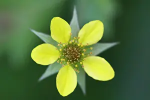 Potentilla: Tormentil