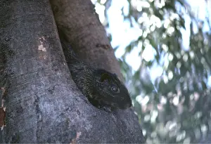 Andrea Florence: TORO RAT - in tree
