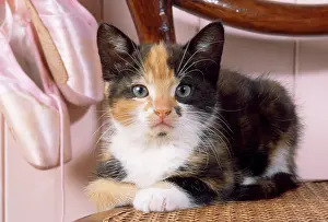 Shoes: Toroiseshell Cat - kitten with ballet shoes