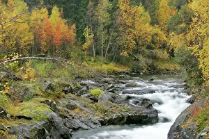 Torrent: Torrent in autumn - running over rocks through forest