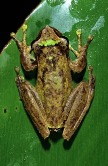 Litoria: Torrent Breeding Frog (Litoria arfakania)