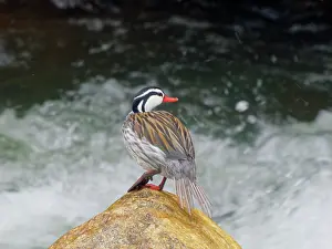Drake: Torrent Duck - drake perched on river boulder Me