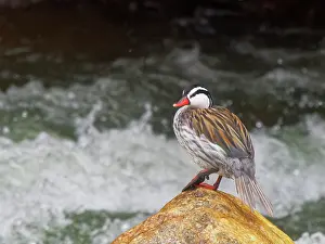 Drake: Torrent Duck - drake perched on river boulder Me