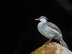 Drake: Torrent Duck - drake perched on river boulder Me