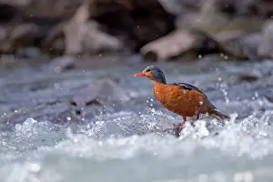 Torrent: Torrent Duck female
