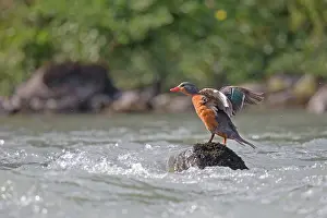 Torrent: Torrent Duck female stretching wings