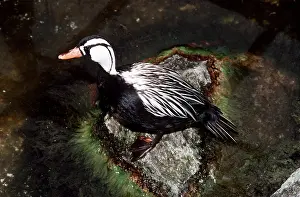 Torrent: TORRENT DUCK - male on stone