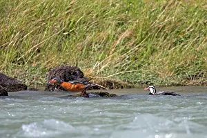 Torrent: Torrent Duck pair