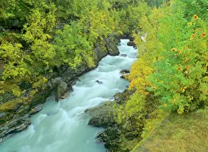 Torrent: Torrent - rushing through colourful turned birch