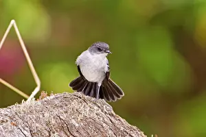 Torrent: Torrent Tyrannulet Flycatcher