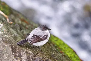 Torrent: Torrent Tyrannulet Flycatcher