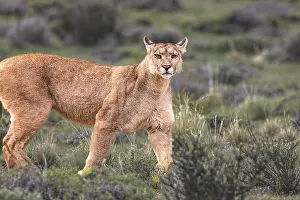 John Ford: Torres del Paine hunting puma, Chile