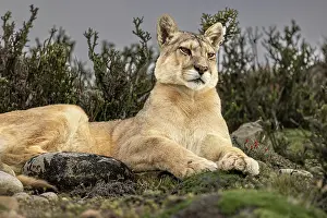 John Ford: Torres del Paine puma, Chile