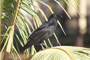 Torresian: Torresian Crow
