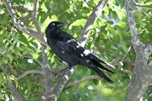 Torresian: Torresian Crow