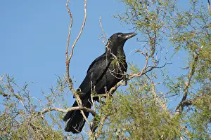 Torresian: Torresian Crow