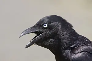 Torresian: Torresian Crow