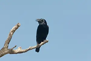 Torresian: Torresian Crow