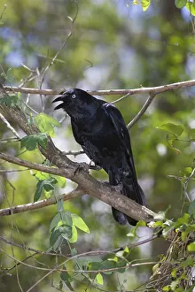 Torresian: Torresian Crow