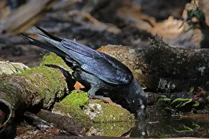 Crows: Torresian Crow