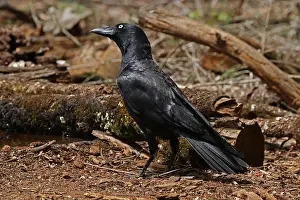 120618: Torresian Crow