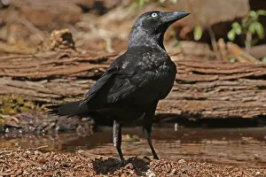 120618: Torresian Crow