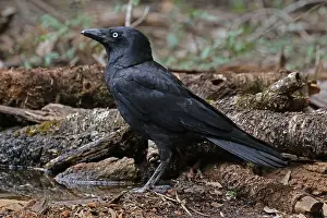 120618: Torresian Crow