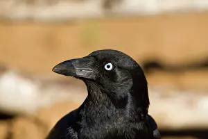 Torresian: Torresian Crow - beak wet from drinking