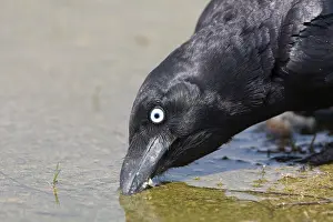 Torresian: Torresian Crow drinking