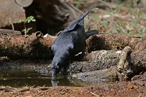 120618: Torresian Crow drinking