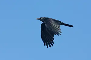 Torresian: Torresian Crow - In flight