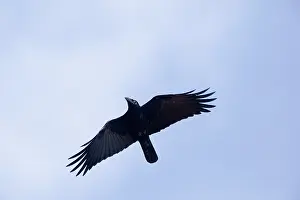 Torresian: Torresian Crow - in flight