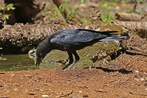 120618: Torresian Crow imm drinking