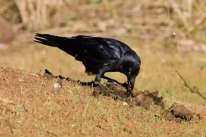 Pulling: Torresian Crow - Pulling apart cow dung to get