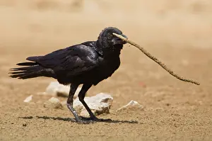 Torresian: Torresian Crow with stick
