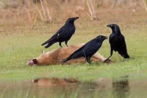 Agilis: Torresian Crows - Feeding on an Agile Wallaby (Macropus