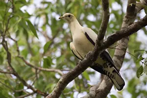 Aboriginal: Torresian Imperial Pigeon - Perched on a branch