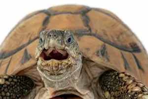 Mouthed: Tortoise