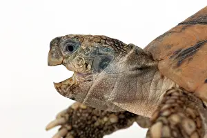 Mouthed: Tortoise