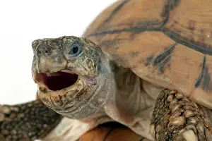 Mouthed: Tortoise