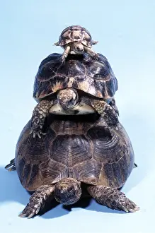 Balancing: TORTOISE - three on top of each other