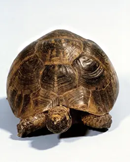 Tortoise: Tortoise