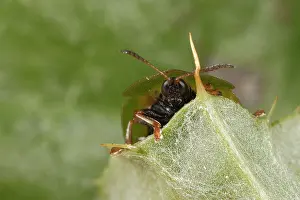 Curculio: Tortoise Beetle