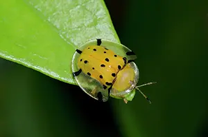 Tortoise: Tortoise Beetle