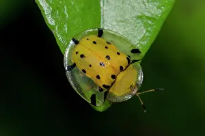 Tortoise: Tortoise Beetle