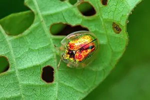 Coleoptere: Tortoise beetle (Charidotella zona) on a leaf, Cayenne