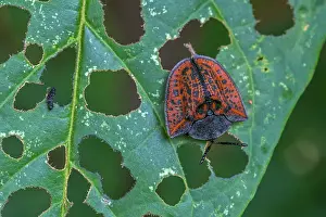 Claro: Tortoise beetle, Chrysomelidae, Rio Claro Reserve
