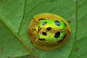 Coleoptere: Tortoise beetle (Coptocycla undecimpunctata) on