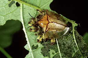 Maternal: Tortoise Beetle with Young