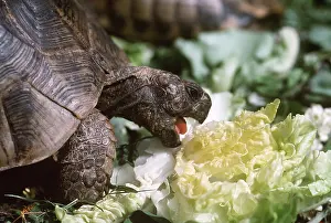 Tortoise: TORTOISE - eating lettuce